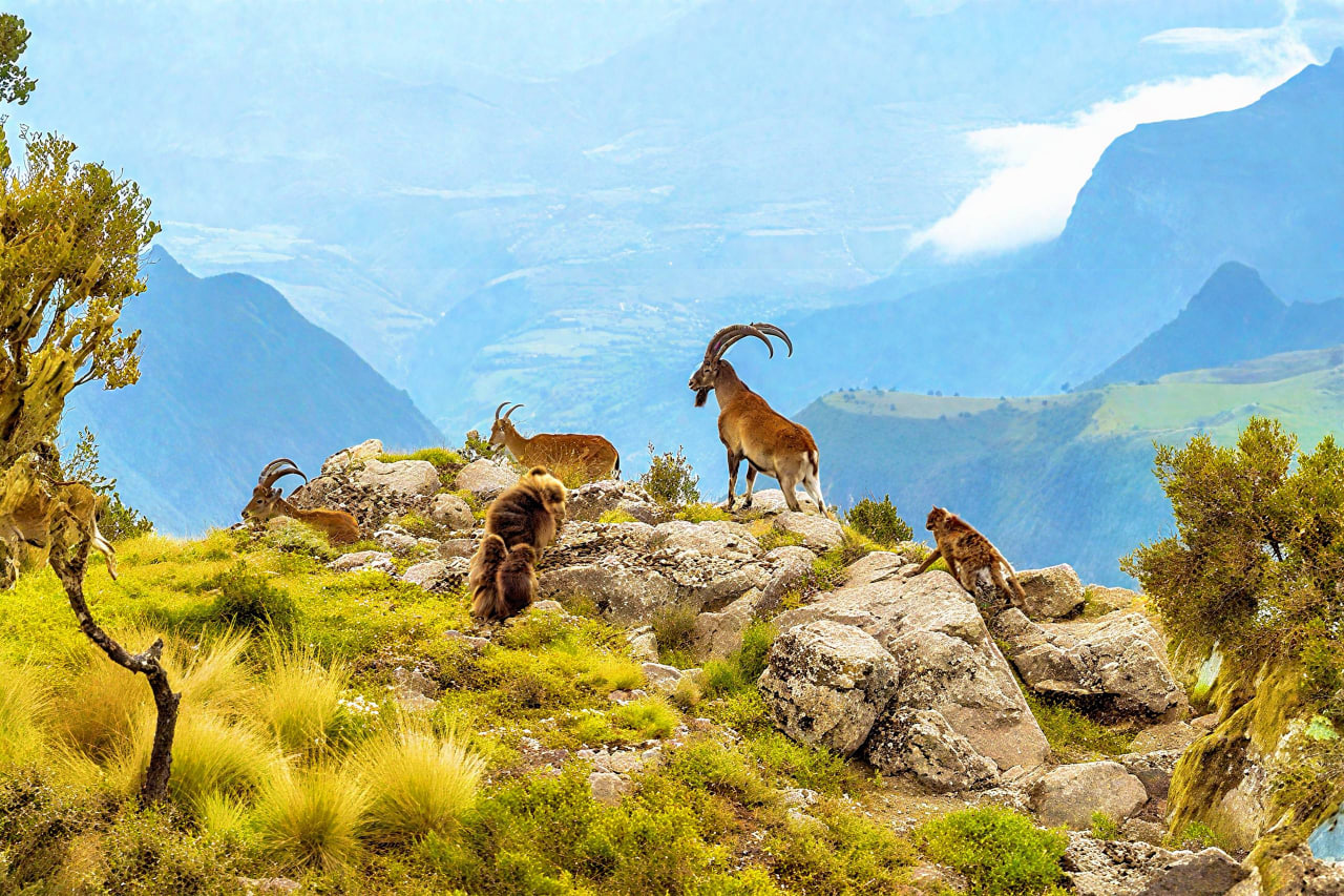 Simien Mountains Trekking: Your Ultimate Guide to an Ethiopian Adventure