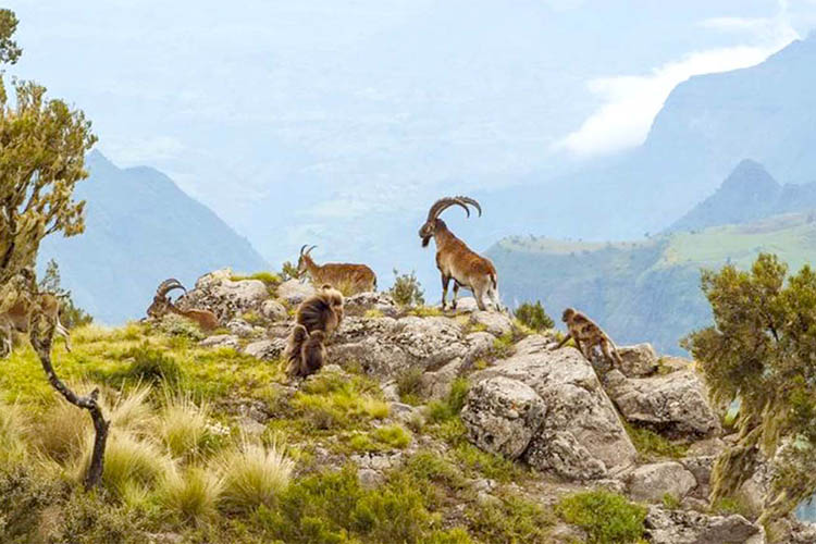 Simien Mountains Trek