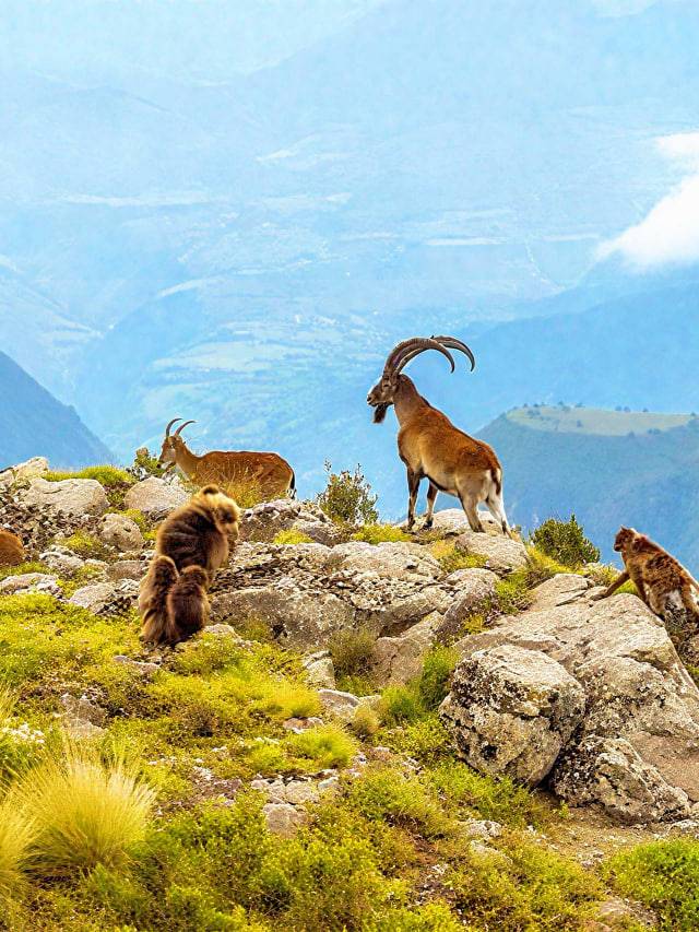 Walia ibex on rocky cliffs